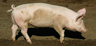 SCHWEINの画像