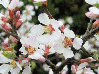 桜桃幇の画像