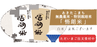 森田メロンの画像