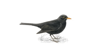 BLACK BIRDの画像