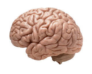 BRAINS -コンピュータに賭けた男たち-の画像