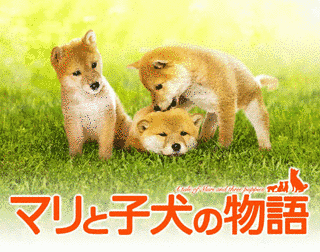 マリと子犬の物語の画像