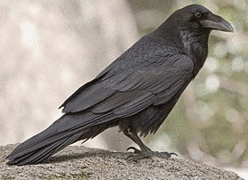 RAVENの画像