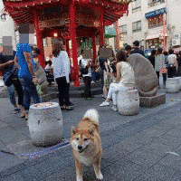 六華のささやきの画像