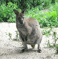 わらびーの画像