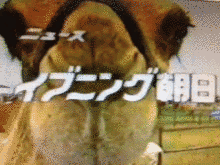 ニュースイブニング朝日の画像