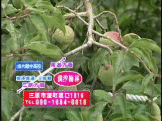 TBCニュースウェーブの画像