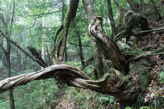 樹根の画像
