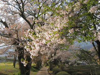 大洞山の画像