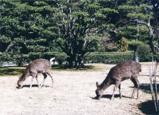 高倉山の画像