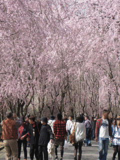 甲山の画像