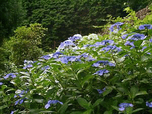 七種山の画像