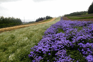 芦別岳の画像