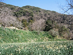 嵯峨山の画像