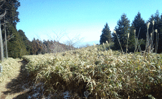中葛城山の画像
