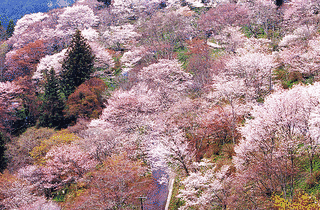 吉野山の画像