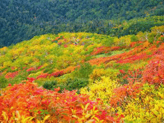 黒岳の画像