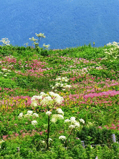 伊吹山の画像