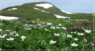 焼石岳の画像