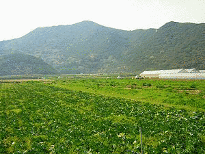 雨乞山の画像