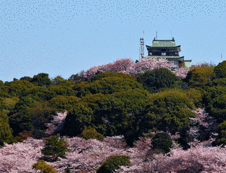 小牧山の画像