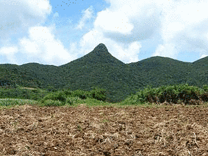 野底マーペーの画像
