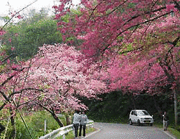 八重岳の画像