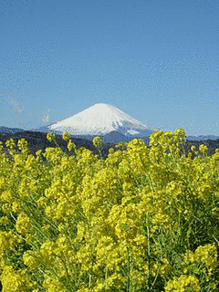 吾妻山の画像