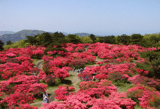 高柴山の画像