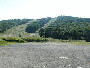 山毛森の画像