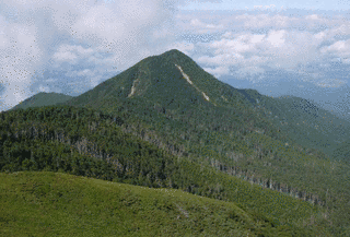 峰の松目の画像