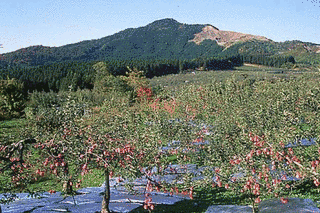 阿蘇ヶ岳の画像