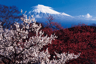 岩本山の画像
