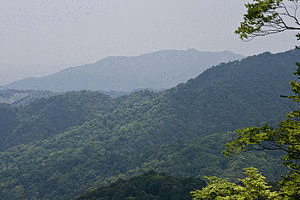 白クラノ頭の画像