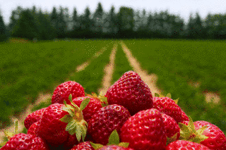 STRAWBERRY-FIELDSの画像
