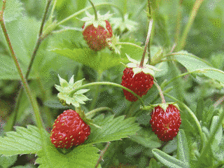 WILD STRAWBERRYの画像