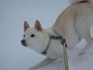 わんこでしょの画像