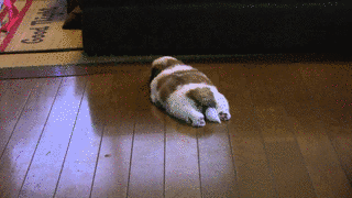 うちのわんこの画像