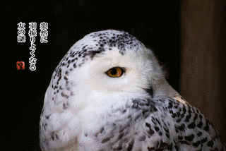 カシャッと一句!フォト575の画像
