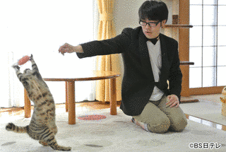 僕がネコに嫌われる理由の画像