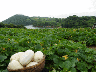 野菜を愉しむ 畑レストランの画像