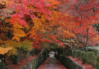 興聖寺の画像