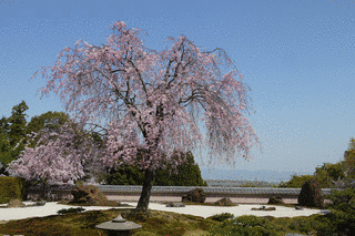 正法寺の画像