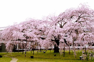 真言宗醍醐派の寺院の画像