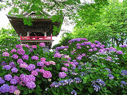 アジサイ寺の画像