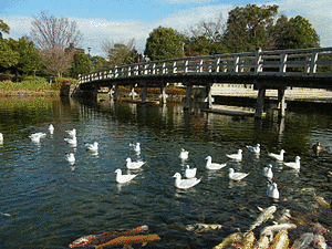 白鳥庭園の画像