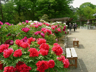 須賀川牡丹園の画像