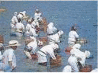 しろんご祭りの画像
