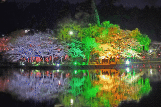 東金桜まつりの画像