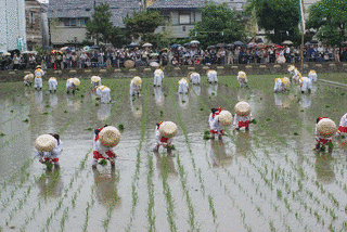 住吉の御田植の画像